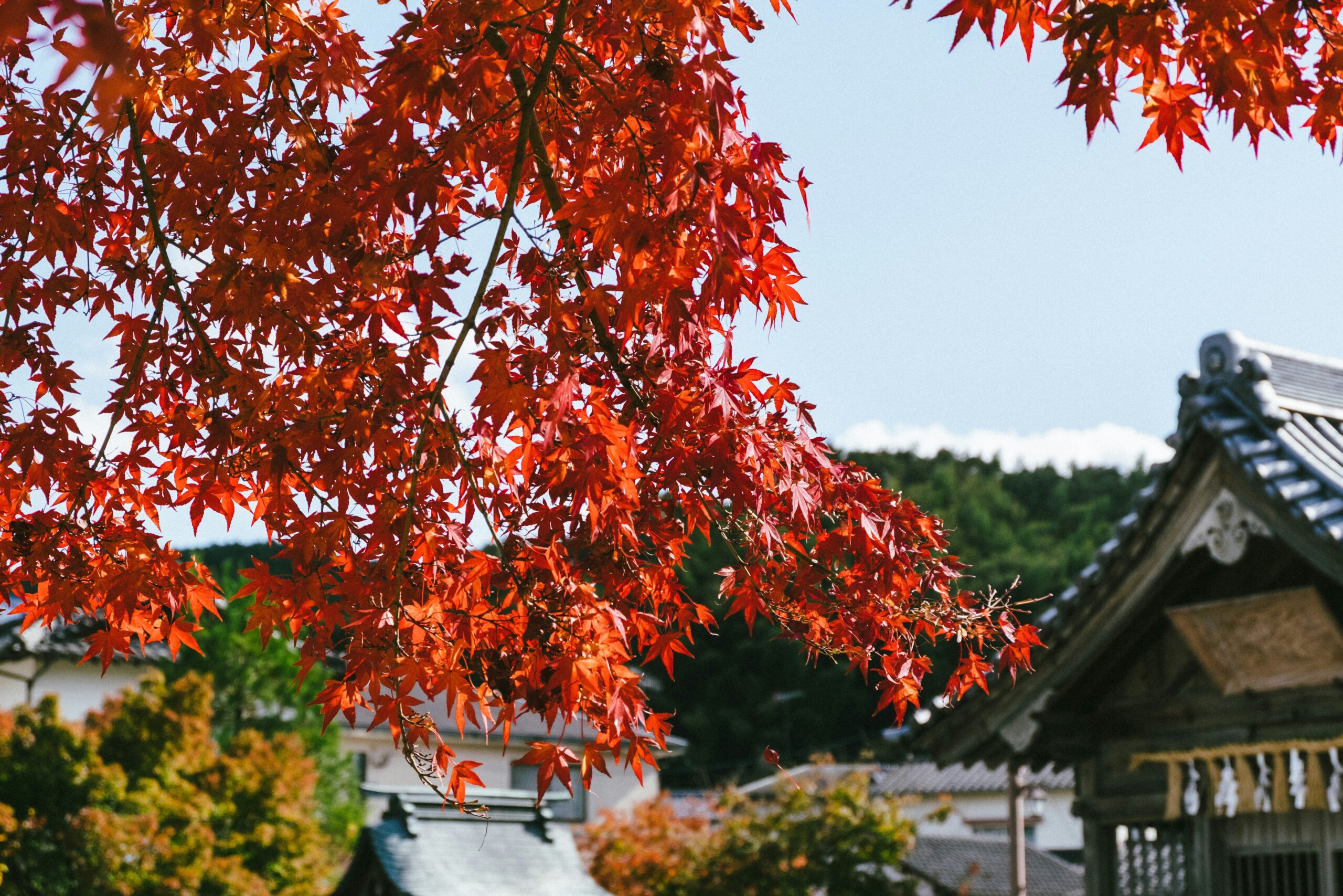 Autumn in Japan